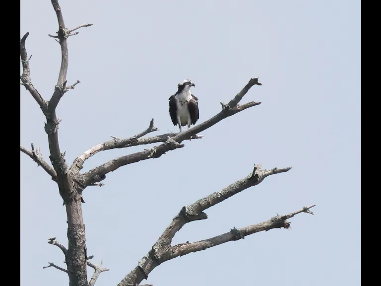 An Osprey at the Sudbury Reservoir in Southborough, photographed by Steve Forman.
