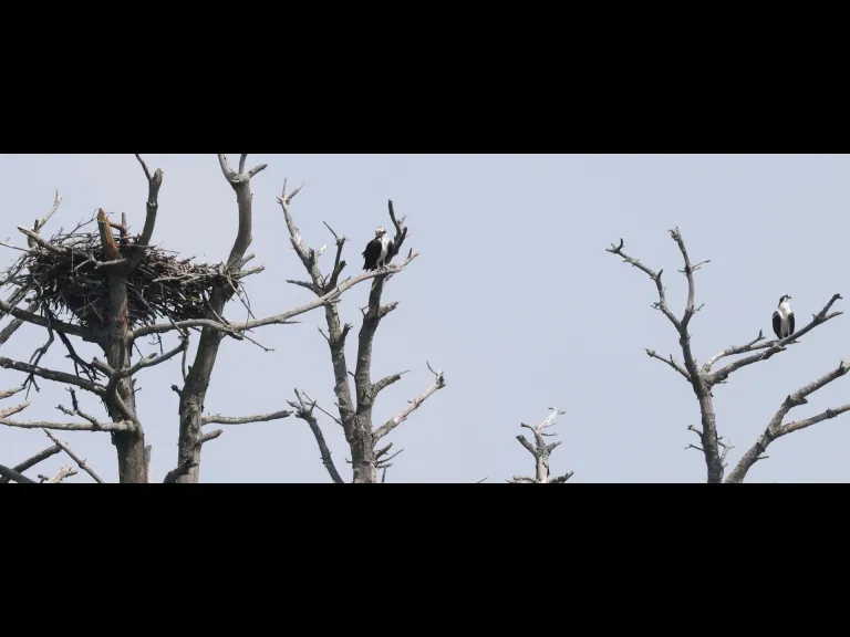 Ospreys at the Sudbury Reservoir in Southborough, photographed by Steve Forman.