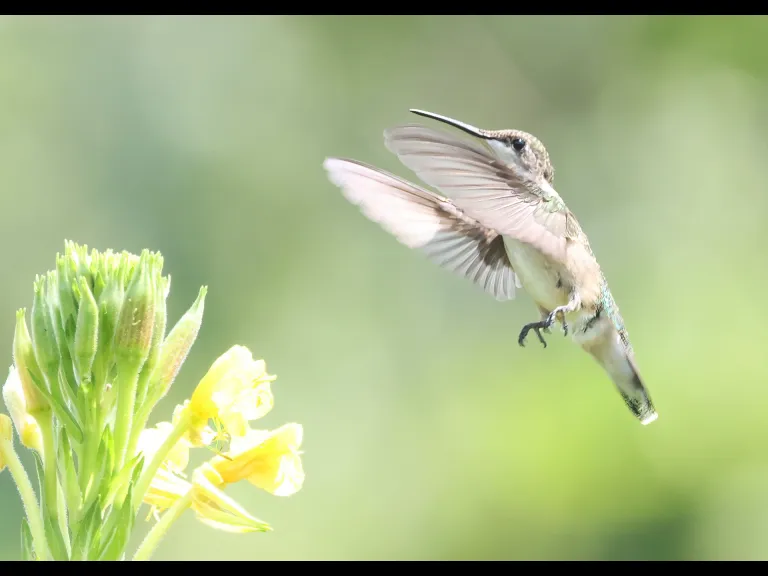 A Ruby-throated Hummingbird at Breakneck Hill Conservation Land in Southborough, photographed by Steve Forman.