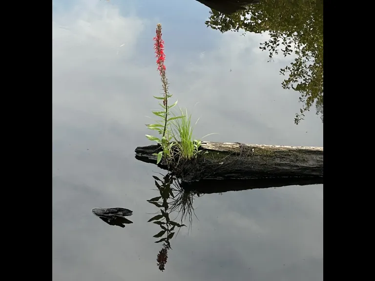 A Cardinal Flower along the Sudbury River in Southborough, photographed by Debbie Costine.