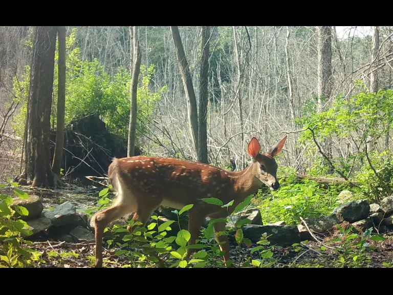 A White-tailed Deer fawn in Framingham, photographed with an automatically triggered wildlife camera by Margaret McKane.