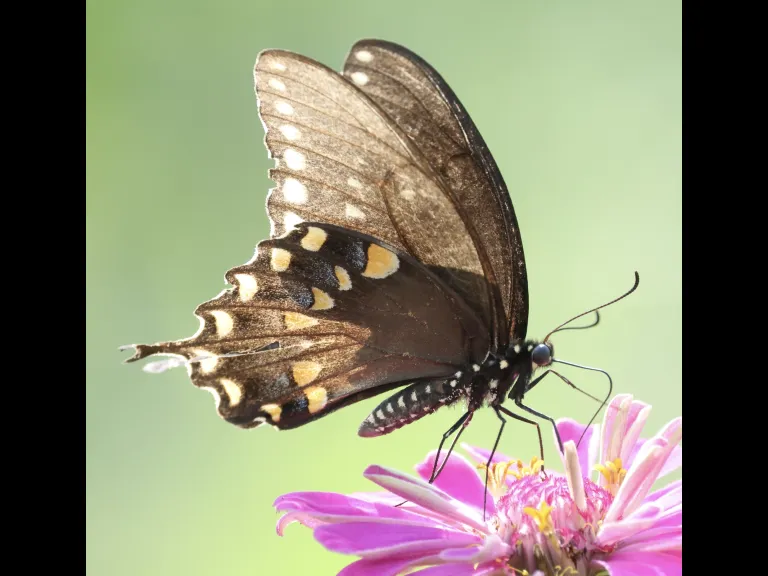 A Spicebush Swallowtail at Breakneck Hill Conservation Land in Southborough, photographed by Steve Forman.