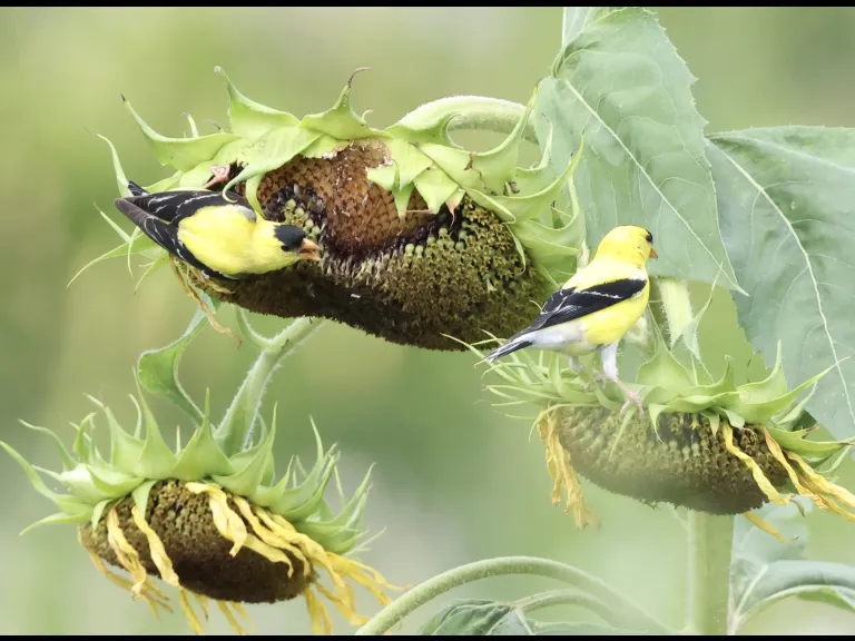 American Goldfinches at Breakneck Hill Conservation Land in Southborough, photographed by Steve Forman.