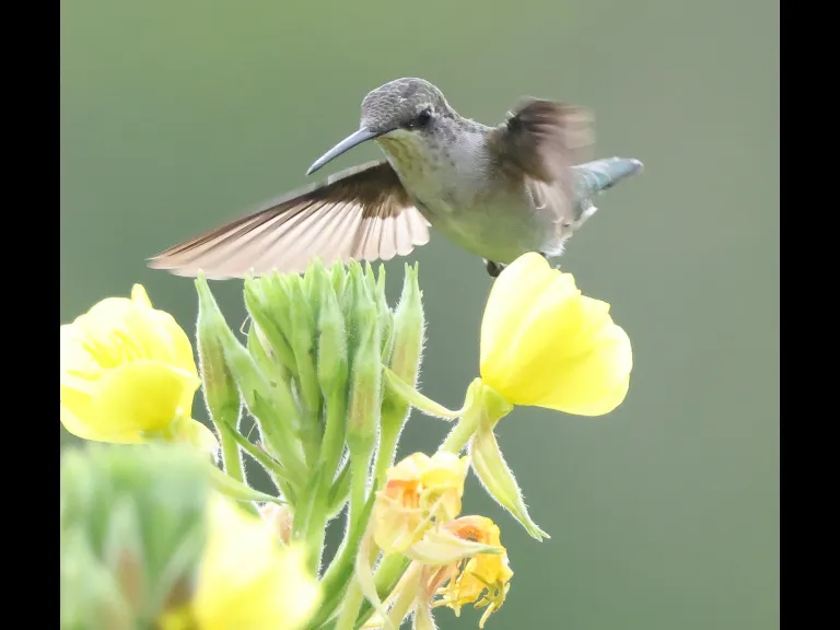 A Ruby-throated Hummingbird at Breakneck Hill Conservation Land in Southborough, photographed by Steve Forman.