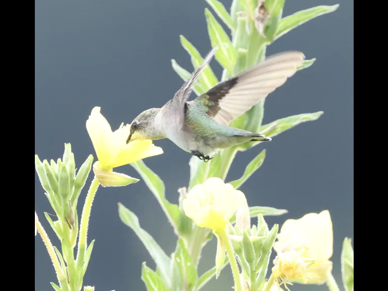 A Ruby-throated Hummingbird at Breakneck Hill Conservation Land in Southborough, photographed by Steve Forman.