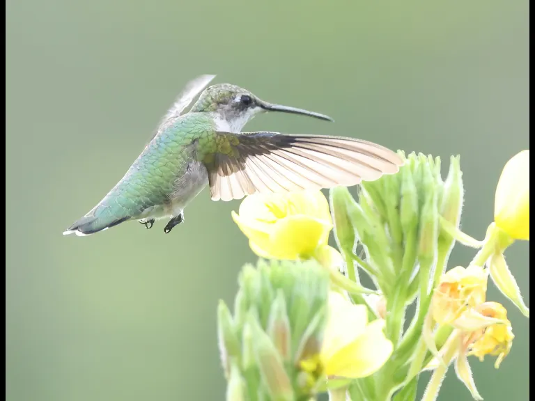 A Ruby-throated Hummingbird at Breakneck Hill Conservation Land in Southborough, photographed by Steve Forman.