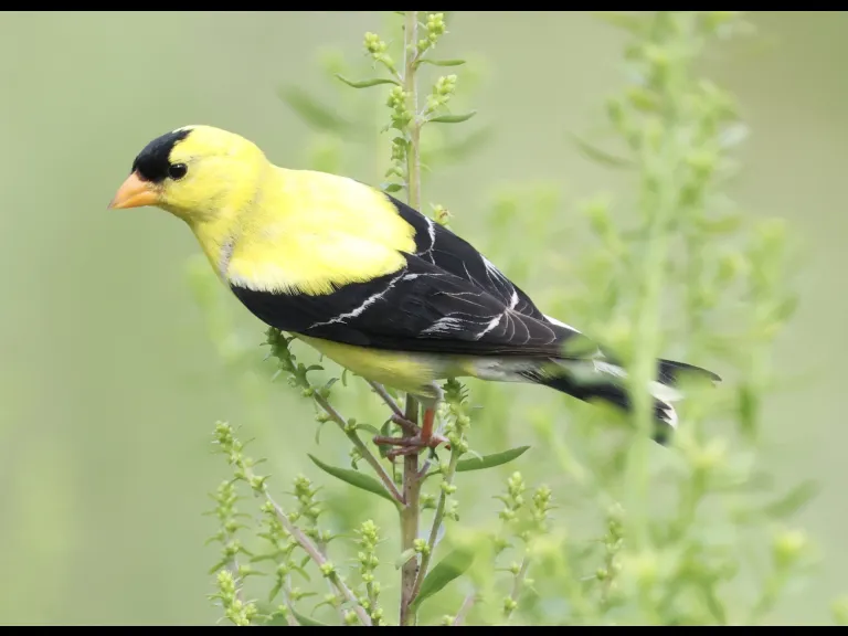 An American Goldfinch at Breakneck Hill Conservation Land in Southborough, photographed by Steve Forman.