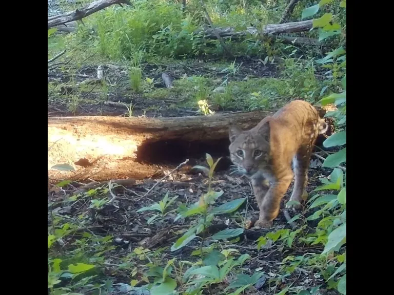 A Bobcat in Framingham, photographed with an automatically triggered wildlife camera by Margaret McKane.