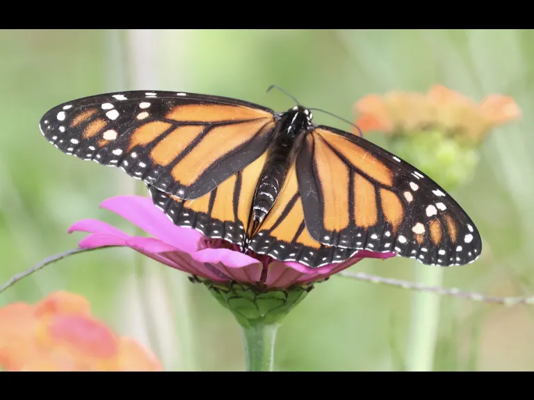 A Monarch butterfly at Breakneck Hill Conservation Land in Southborough, photographed by Steve Forman.
