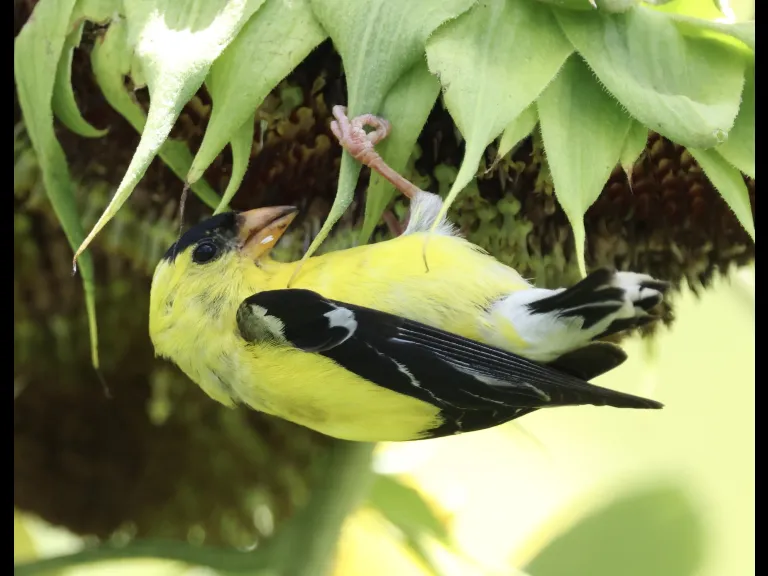 An American Goldfinch at Breakneck Hill Conservation Land in Southborough, photographed by Steve Forman.