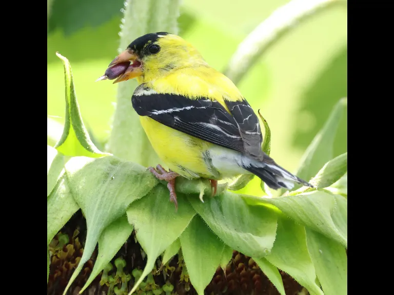 An American Goldfinch at Breakneck Hill Conservation Land in Southborough, photographed by Steve Forman.