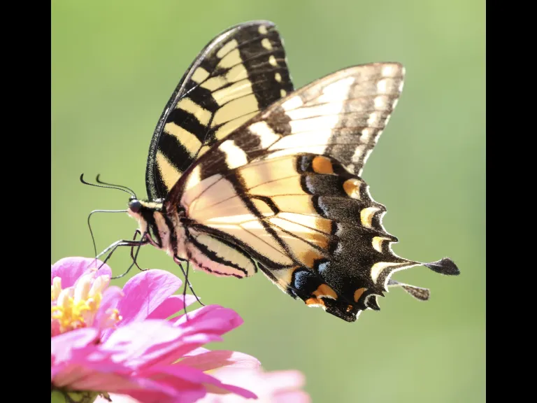 An Eastern Tiger Swallowtail at Breakneck Hill Conservation Land in Southborough, photographed by Steve Forman.