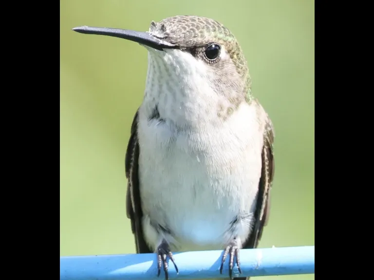 A Ruby-throated Hummingbird at Breakneck Hill Conservation Land in Southborough, photographed by Steve Forman.