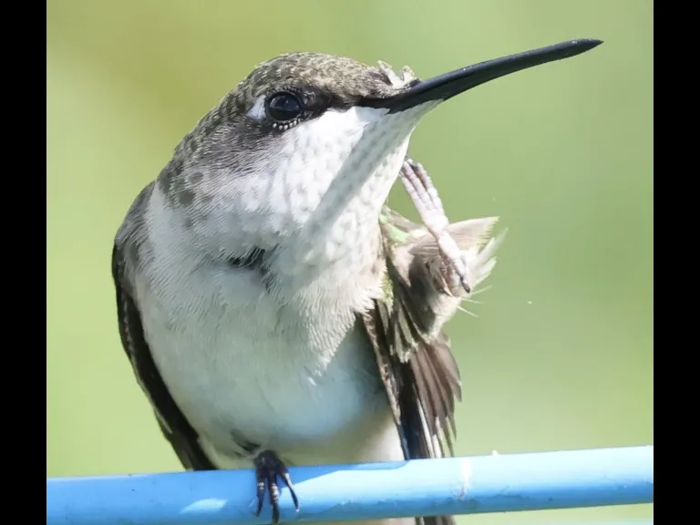 A Ruby-throated Hummingbird at Breakneck Hill Conservation Land in Southborough, photographed by Steve Forman.