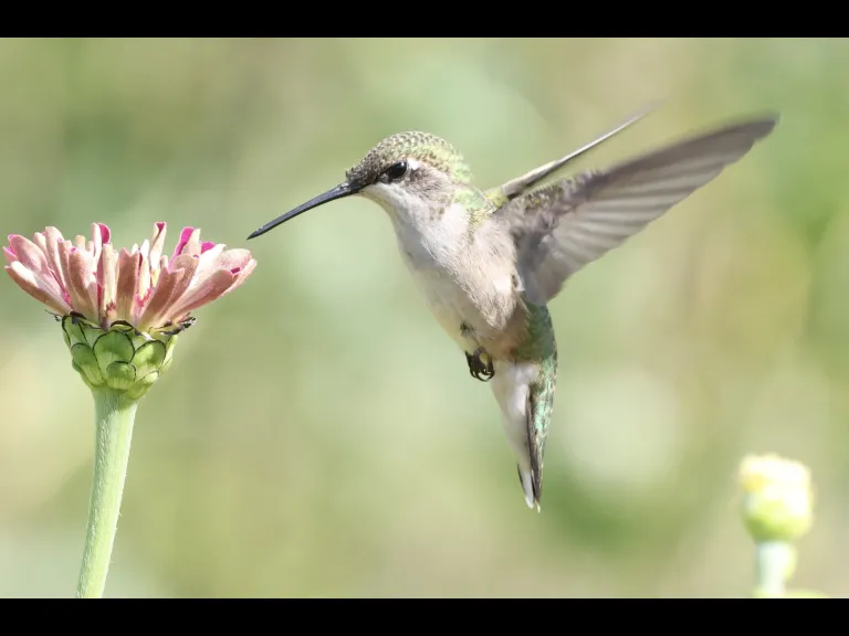 A Ruby-throated Hummingbird at Breakneck Hill Conservation Land in Southborough, photographed by Steve Forman.A Ruby-throated Hummingbird at Breakneck Hill Conservation Land in Southborough, photographed by Steve Forman.