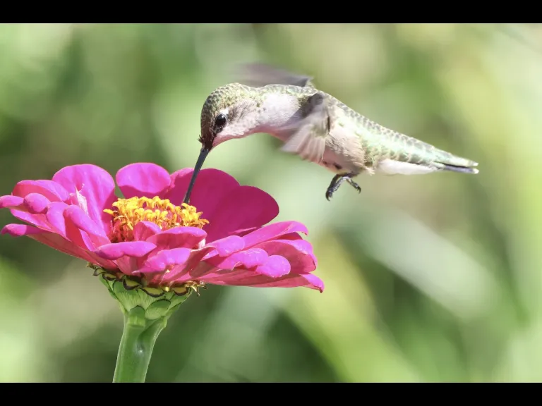 A Ruby-throated Hummingbird at Breakneck Hill Conservation Land in Southborough, photographed by Steve Forman.