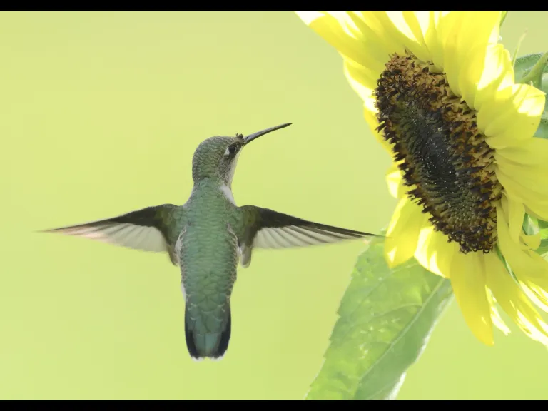 A Ruby-throated Hummingbird at Breakneck Hill Conservation Land in Southborough, photographed by Steve Forman.A Ruby-throated Hummingbird at Breakneck Hill Conservation Land in Southborough, photographed by Steve Forman.