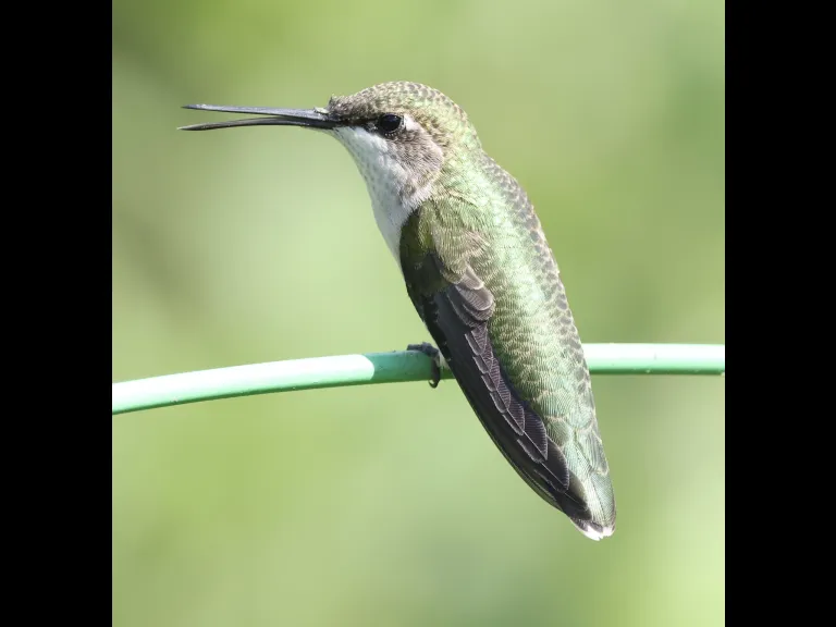 A Ruby-throated Hummingbird at Breakneck Hill Conservation Land in Southborough, photographed by Steve Forman.