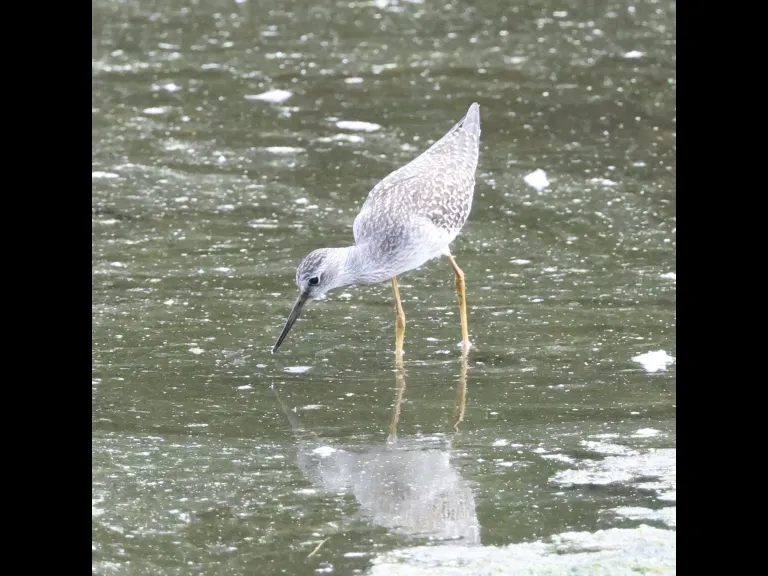 A Lesser Yellowlegs at Hager Pond in Marlborough, photographed by Steve Forman.