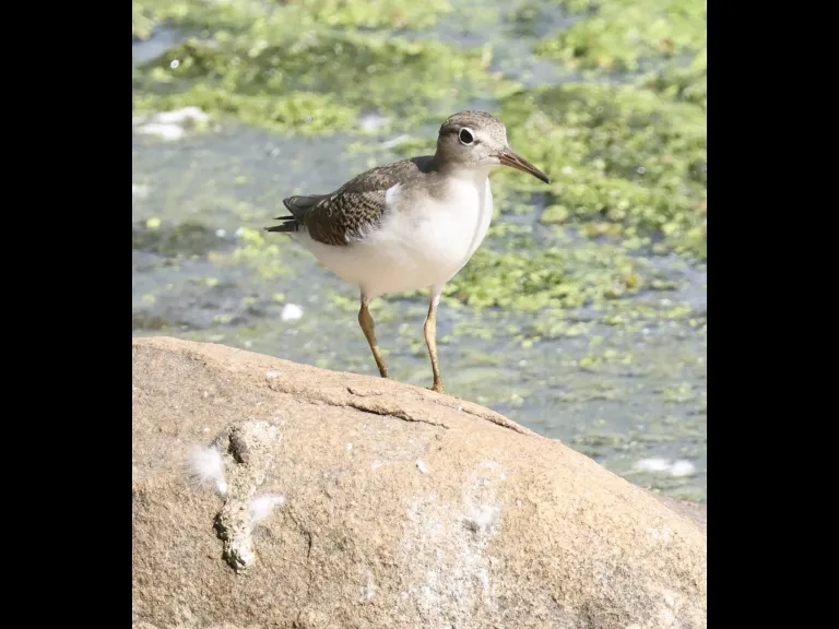 A Spotted Sandpiper at Hager Pond in Marlborough, photographed by Steve Forman.