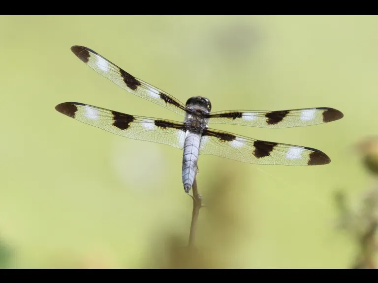 A Twelve-spotted Skimmer at Hager Pond in Marlborough, photographed by Steve Forman.