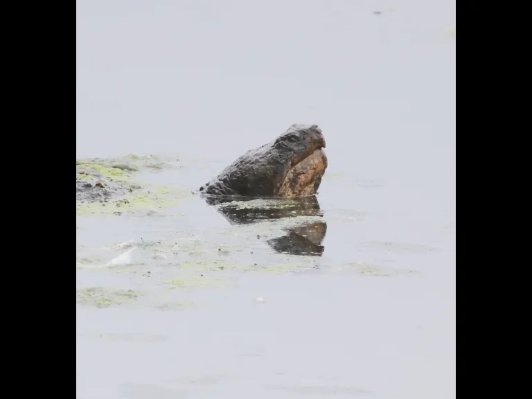 A Snapping Turtle at Hager Pond in Marlborough, photographed by Steve Forman.