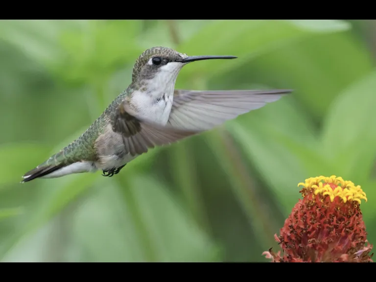A Ruby-throated Hummingbird at Breakneck Hill Conservation Land in Southborough, photographed by Steve Forman.