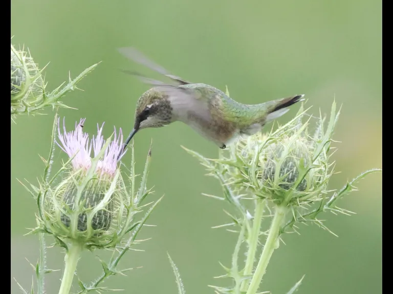 A Ruby-throated Hummingbird at Breakneck Hill Conservation Land in Southborough, photographed by Steve Forman.