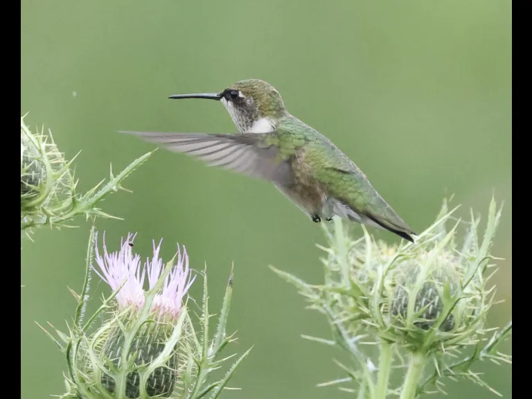 A Ruby-throated Hummingbird at Breakneck Hill Conservation Land in Southborough, photographed by Steve Forman.