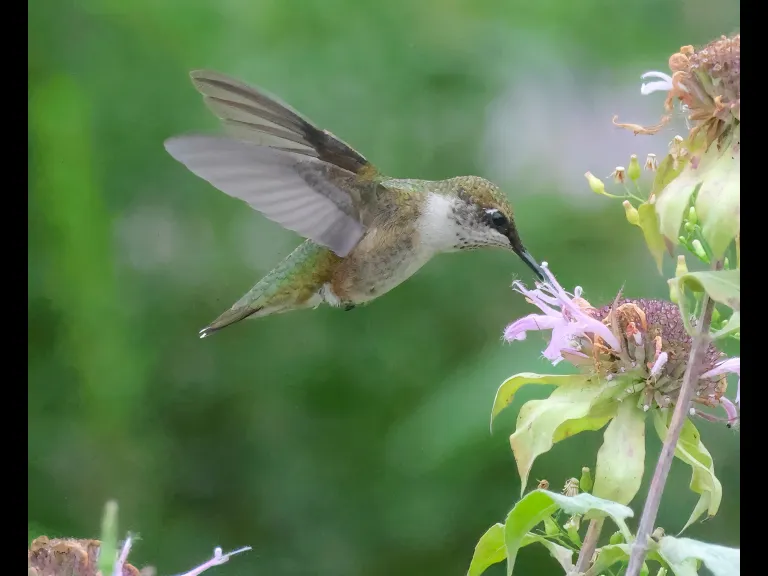 A Ruby-throated Hummingbird at Breakneck Hill Conservation Land in Southborough, photographed by Steve Forman.