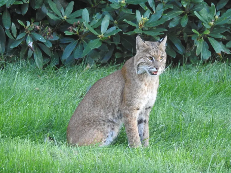 A Bobcat in Wayland, photographed by Connie Schlotterbeck.