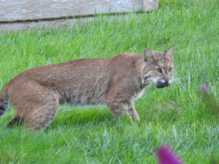 A Bobcat in Wayland, photographed by Connie Schlotterbeck.
