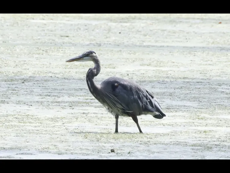 A Great Blue Heron at Hager Pond in Marlborough, photographed by Steve Forman.