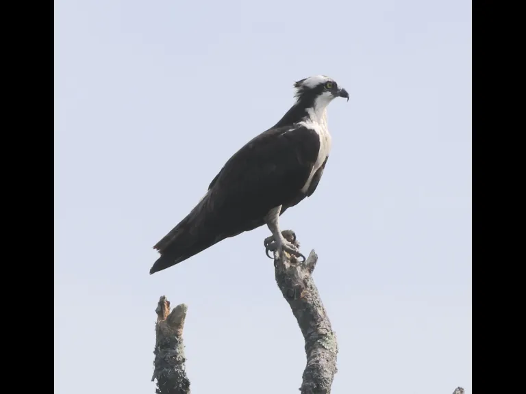 An Osprey at Hager Pond in Marlborough, photographed by Steve Forman.