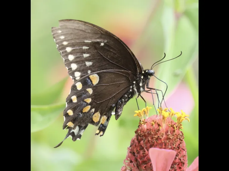 A Spicebush Swallowtail at Breakneck Hill Conservation Land in Southborough, photographed by Steve Forman.