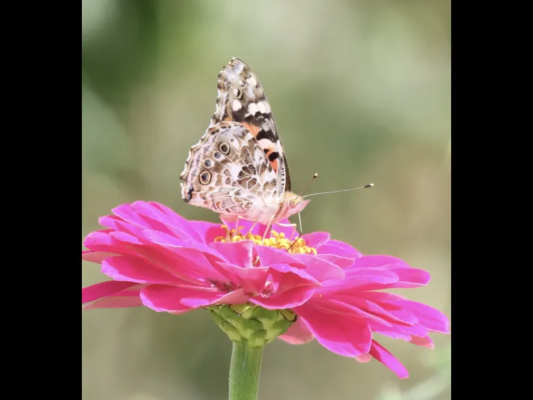 An American Lady butterfly at Breakneck Hill Conservation Land in Southborough, photographed by Steve Forman.