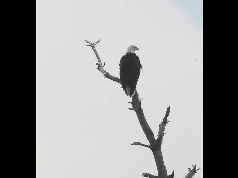 A Bald Eagle at the Sudbury Reservoir in Southborough, photographed by Steve Forman.