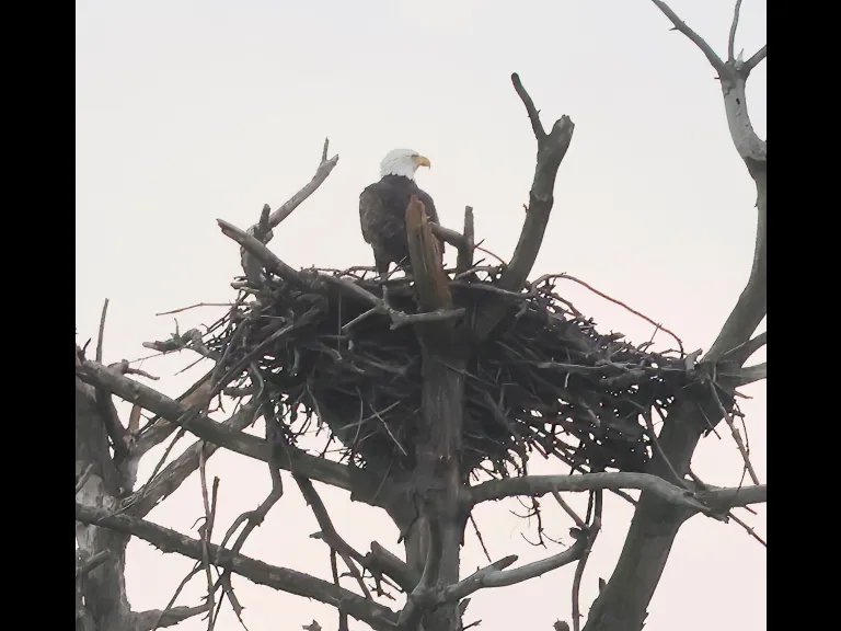 A Bald Eagle at the Sudbury Reservoir in Southborough, photographed by Steve Forman.