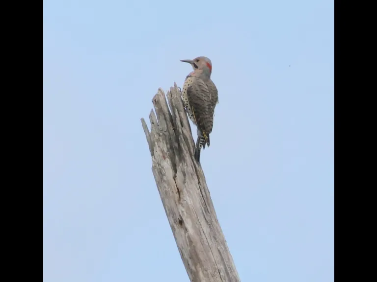 A Northern Flicker at Breakneck Hill Conservation Land in Southborough, photographed by Steve Forman.