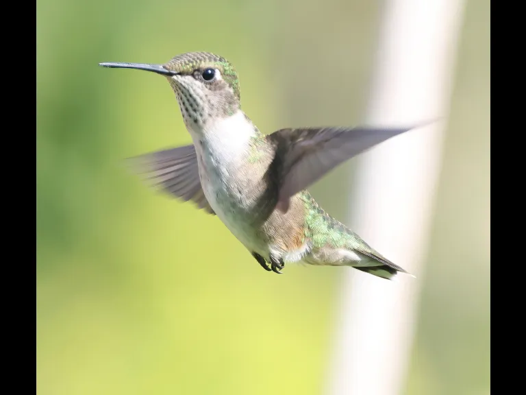 A Ruby-throated Hummingbird at Breakneck Hill Conservation Land in Southborough, photographed by Steve Forman.