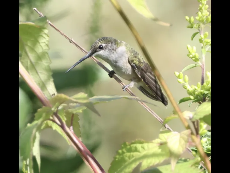 A Ruby-throated Hummingbird at Breakneck Hill Conservation Land in Southborough, photographed by Steve Forman.A Ruby-throated Hummingbird at Breakneck Hill Conservation Land in Southborough, photographed by Steve Forman.