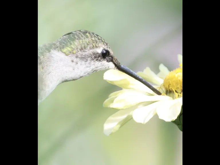 A Ruby-throated Hummingbird at Breakneck Hill Conservation Land in Southborough, photographed by Steve Forman.