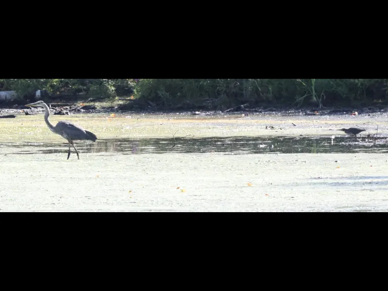A Great Blue Heron and a Green Heron at Hager Pond in Marlborough, photographed by Steve Forman.