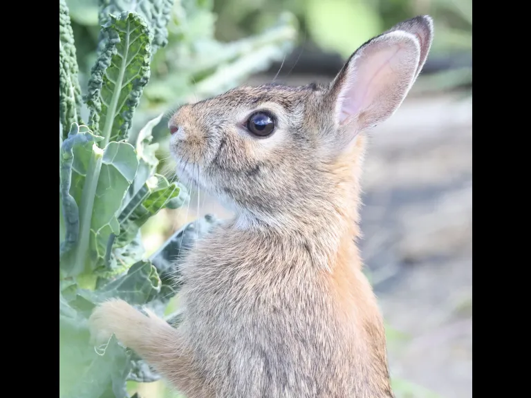 A Cotton-tailed Rabbit at Breakneck Hill Conservation Land in Southborough, photographed by Steve Forman.