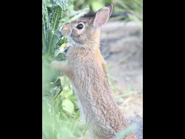 A Cotton-tailed Rabbit at Breakneck Hill Conservation Land in Southborough, photographed by Steve Forman.