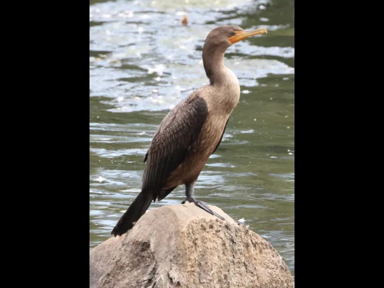 A Double-crested Cormorant at Hager Pond in Marlborough, photographed by Steve Forman.
