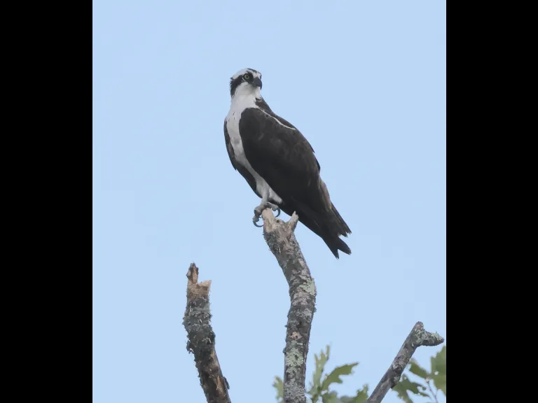 An Osprey at Hager Pond in Marlborough, photographed by Steve Forman.