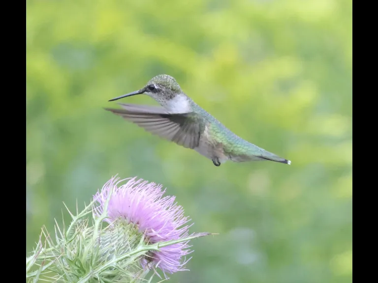 A Ruby-throated Hummingbird at Breakneck Hill Conservation Land in Southborough, photographed by Steve Forman.