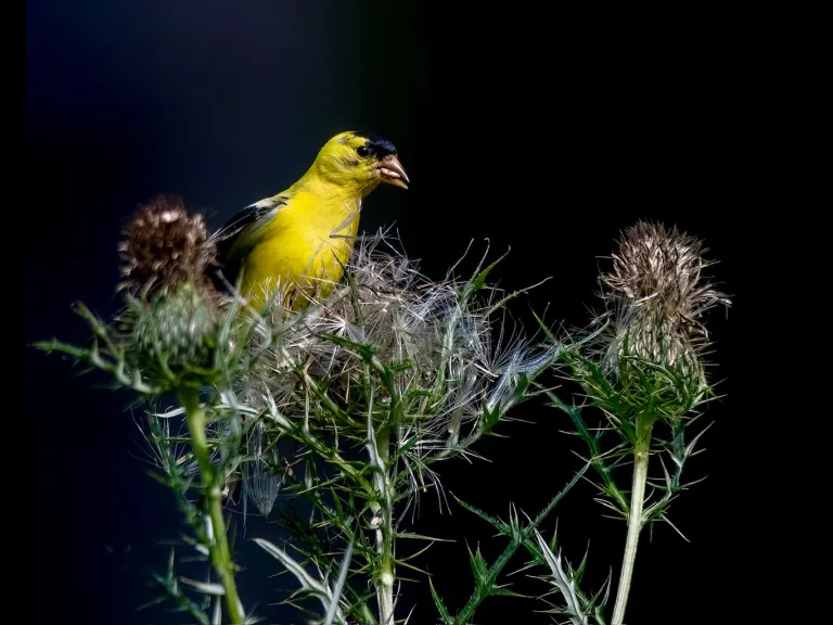 An American Goldfinch in Westborough, photographed by Nancy Szostak Wright.