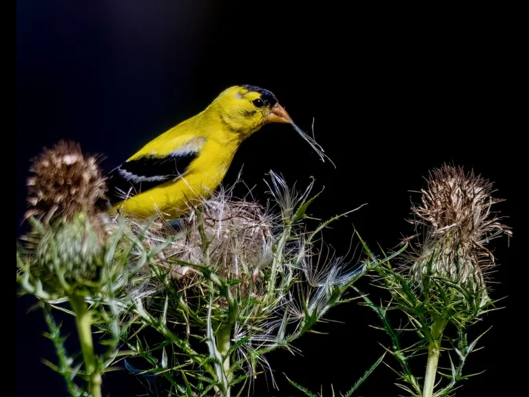 An American Goldfinch in Westborough, photographed by Nancy Szostak Wright.